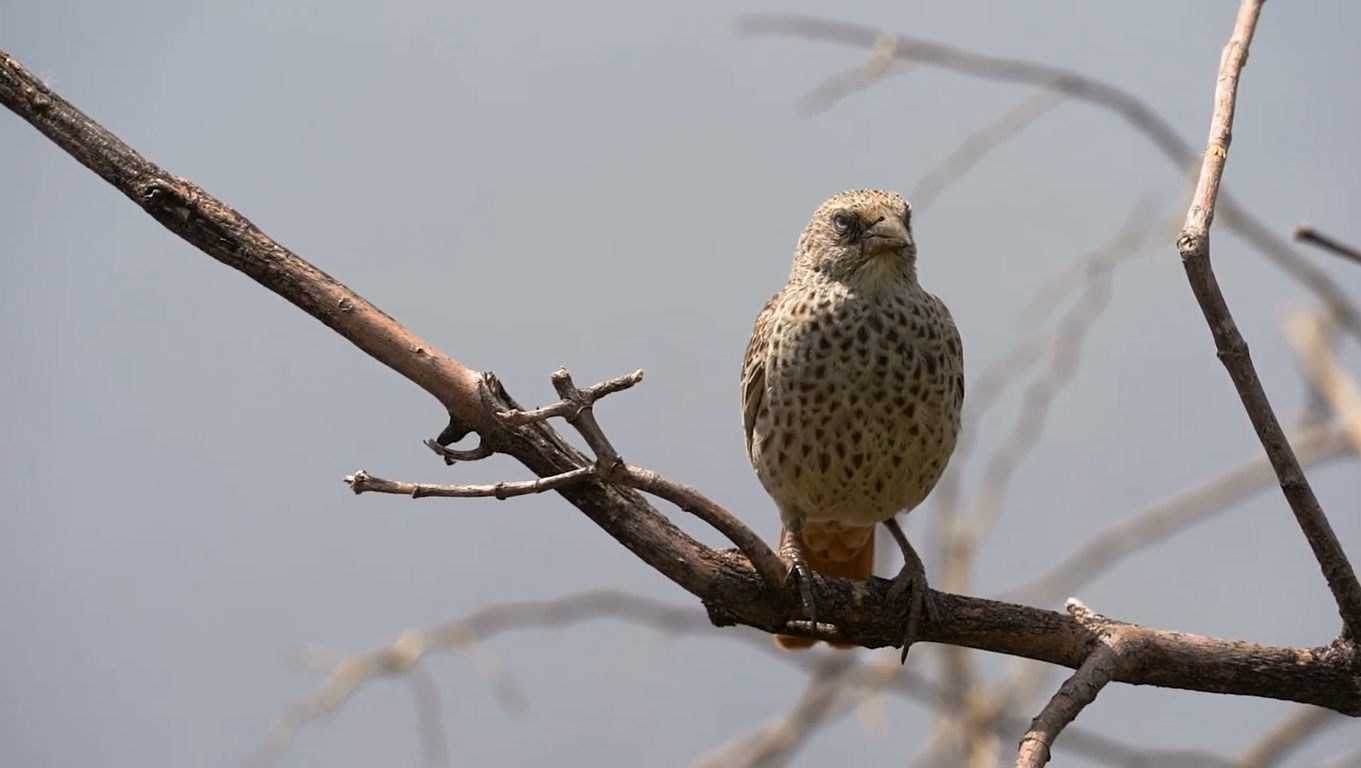 Lake Manyara National Park